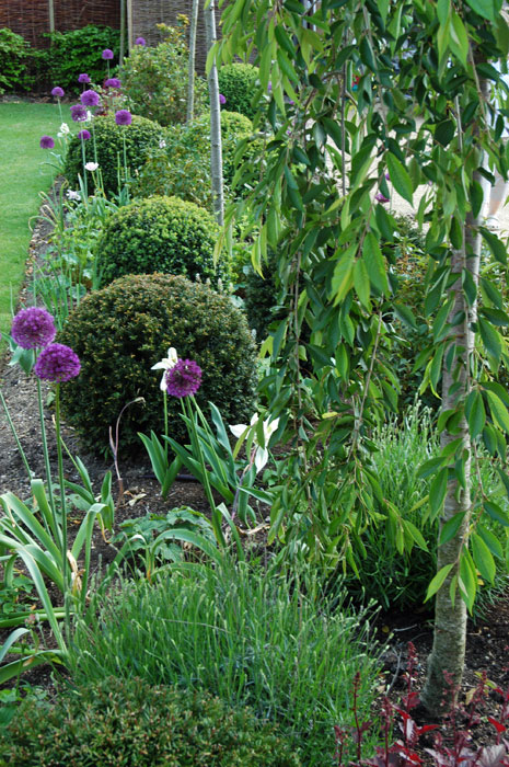 Yew and box balls, lavender and bulbs